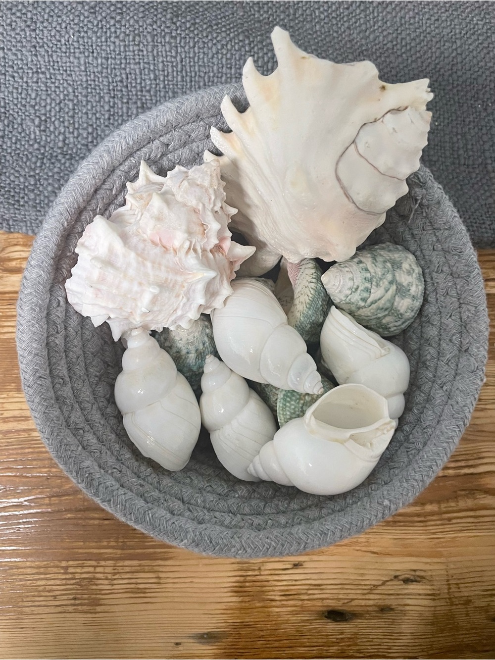 Beachcombing collection of various seashells